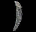 Fossil Odontocete (Toothed Whale) Tooth - Maryland #71113-1